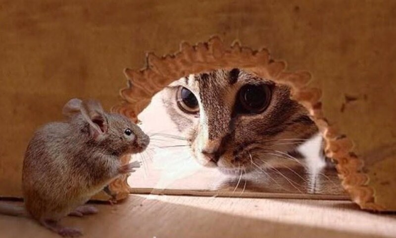 chuột sợ mùi gì nhất